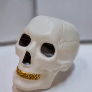 Human Plastic skull Best for Halloween Decorations