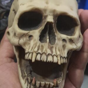 Halloween Skull looks so real